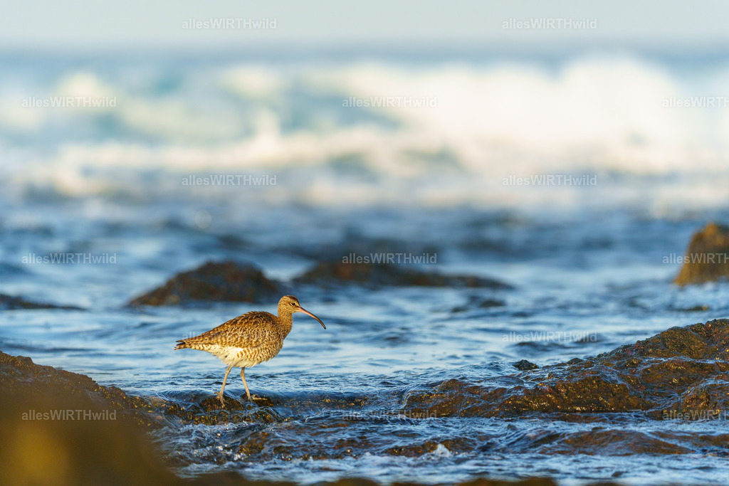 allesWIRTHgut Tierfotografie - allesWIRTHgut.de - 7IV01792 | Entdecke die faszinierende Welt der Natur- und Wildlife-Fotografie von Daniel und Bärbel. Inspirierende Bilder von wilden Tieren und kleinen Naturwundern.