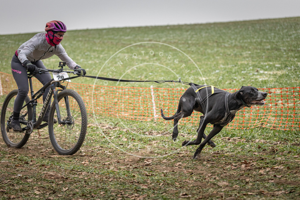 Pfotenfotografie_DV3A2321 | Hundefotografie, Tierfotograf, Pfotenfotografie, Fotoshooting Hund, Hunde Portrait, Hundesport, Hundeportraits, Heideshooting, Hunde, Sportfotograf, Hundefotograf, Turnierhundsport, THS,  - Realisiert mit Pictrs.com