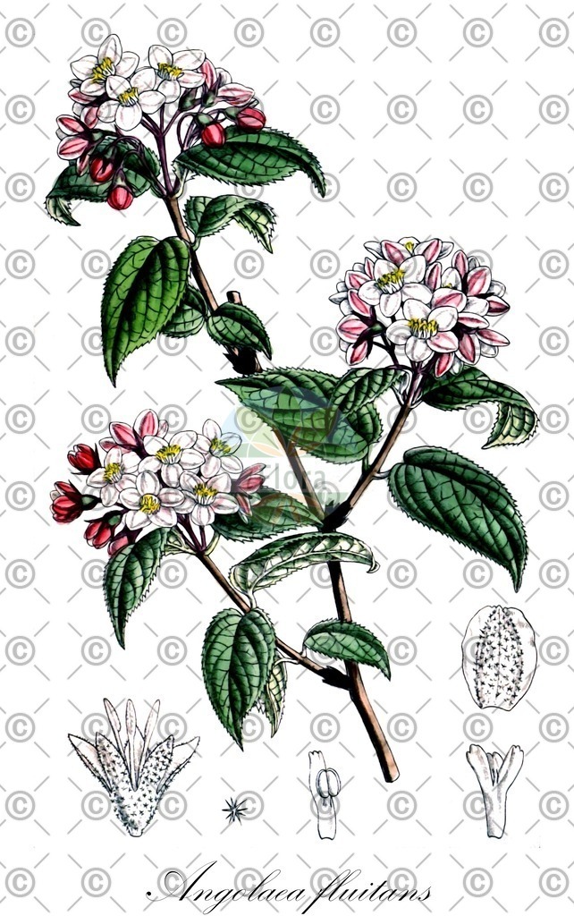 HistAbb_wfo-0000536542_88_ENZY_Simple | Historische Abbildung von Angolaea fluitans - Podostemaceae | Historical Illustration of Angolaea fluitans - Podostemaceae