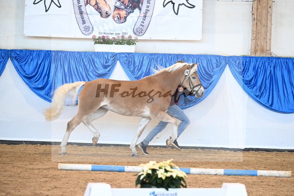 Bl. Band Kat-Nr. 14 Samira v. Samir_Schmeiser_48241219 | hf-fotografie - Realisiert mit Pictrs.com