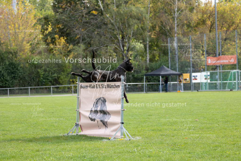 _16A6720 | Einzigartige Fotos von Hunden & Menschen –Actionfotos, Portraits, Vereinsaufnahmen & Paarshootings – authentisch, lebendig & mit Herz.