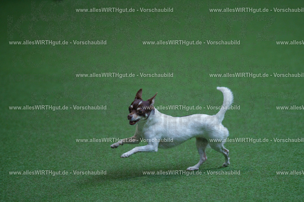 @allesWIRTHgut_Tierfotografie - www.allesWIRTHgut.de - 2604261327-7R501887 | Professionelle Tierfotografie in Mönchengladbach von Daniel Wirth (allesWIRTHgut). Liebevolle & natürliche Bilder von Hunden & Katzen für unvergessliche Erinnerungen.