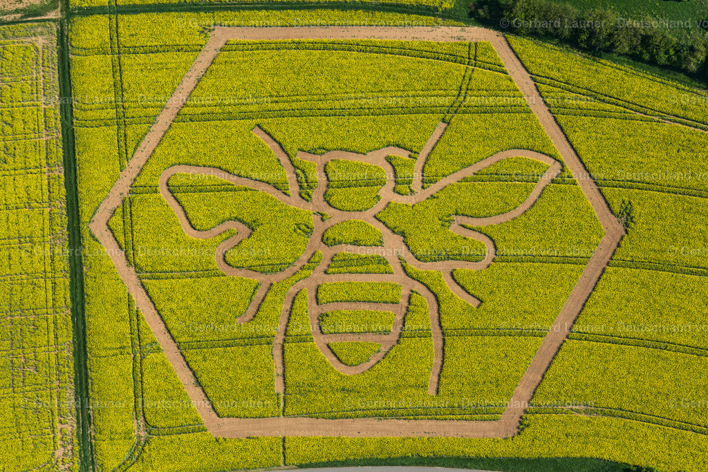 9400310 | Rapsstrukturen Biene, Bad Neustadt