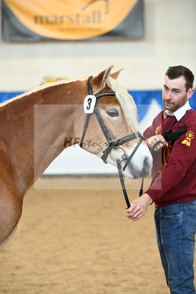 Kat-Nr. 3 Avalanche v. Ace of Hearts_Anger_48250805 | hf-fotografie - Realisiert mit Pictrs.com