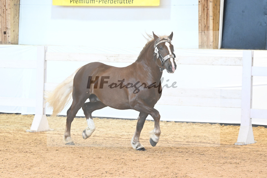 Kat-Nr. 8 v. Valegro_Glonecker_6240139 | hf-fotografie - Realisiert mit Pictrs.com