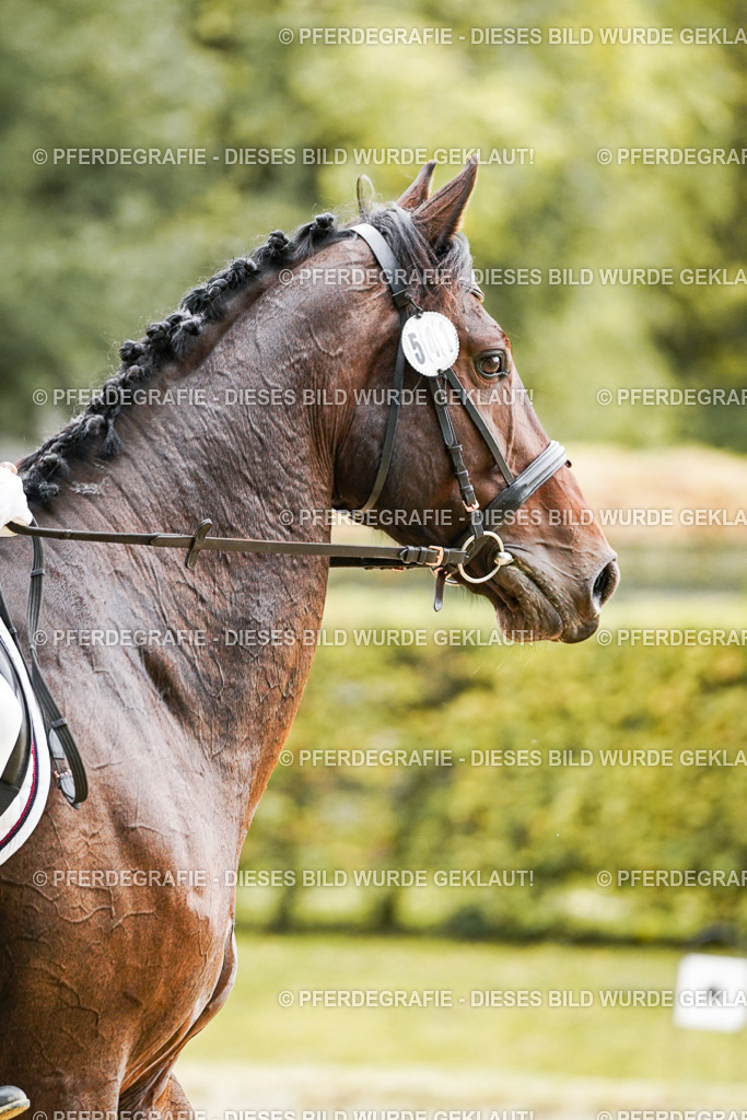 DSC00089 | Pferdegrafie