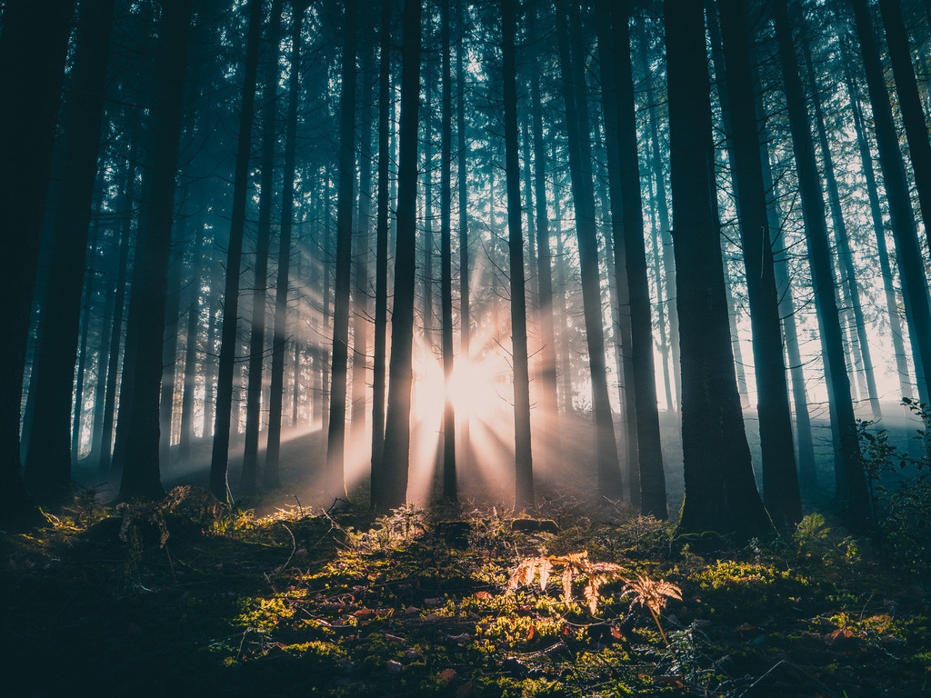 Schwarzwald | Vom Sonnenlicht durchfluteter Wald - Realisiert mit Pictrs.com