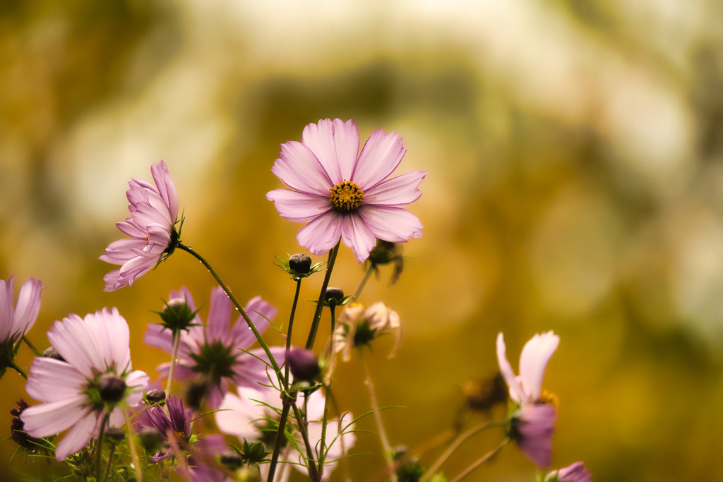 DSC07483 | die schönsten Bilder aus Wald und Wiese, sowie Streifzüge durch den Garten mit der gesamten Blumen & Insektenwelt.   - Realisiert mit Pictrs.com