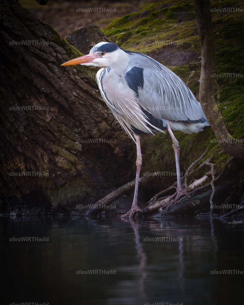 Daniel Wirth - www.allesWIRTHwild.de -7IV05613 | Entdecke die faszinierende Welt der Natur- und Wildlife-Fotografie von Daniel und Bärbel. Inspirierende Bilder von wilden Tieren und kleinen Naturwundern.