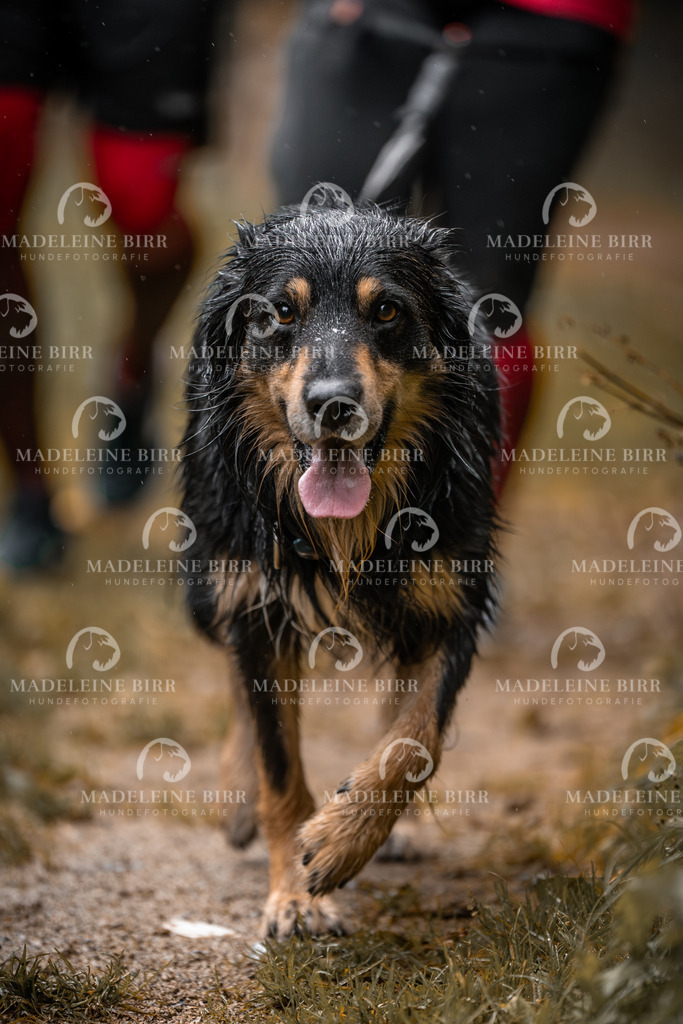 madeleinebirr-fotografie2025.campcanis.sa.8-9Uhr-167 | hundefotografie-birr