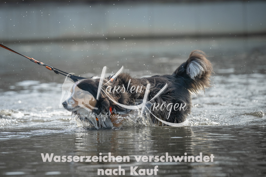 1051_ZZ90161 | kk-dogfotos