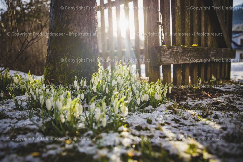 Schneegloeckchen 2019-2580 | Fotos und Fotoprodukte - Realisiert mit Pictrs.com