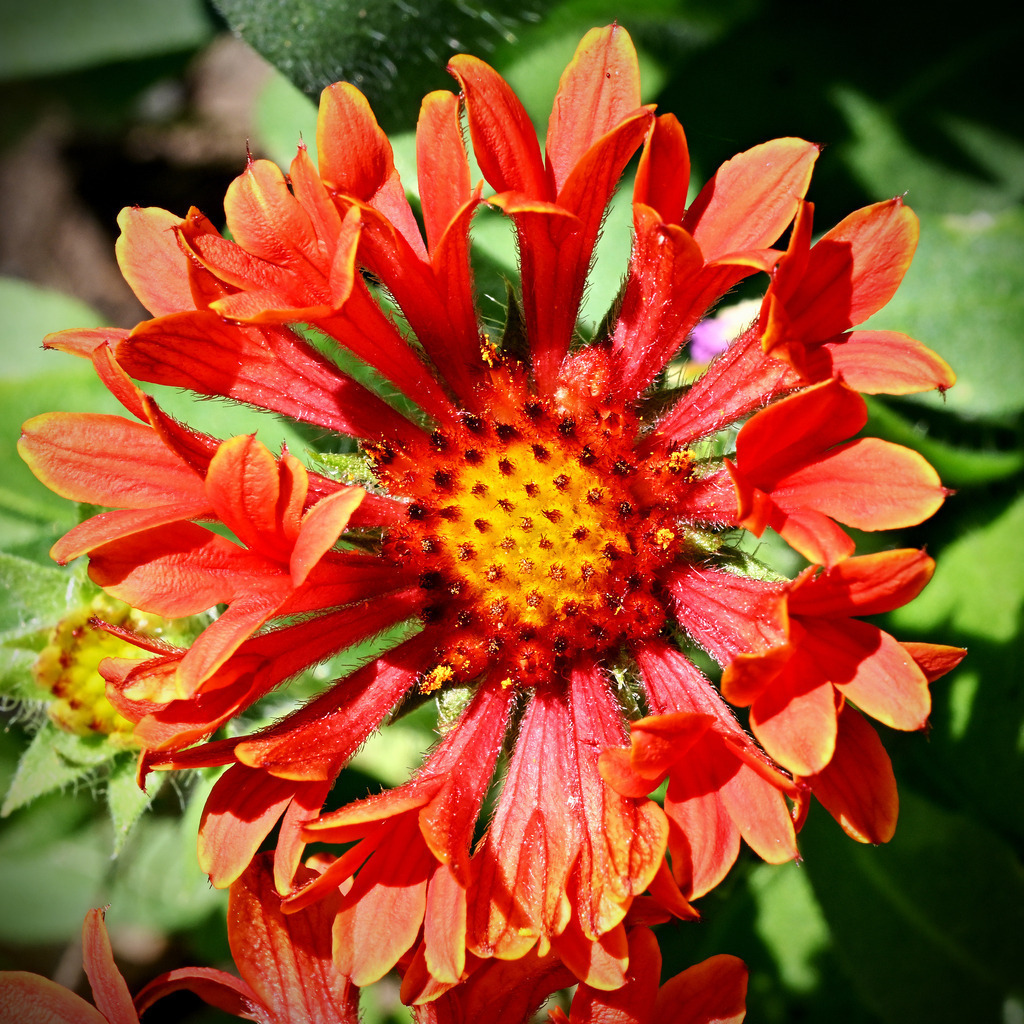 Kokardenblume01q | lucisnaturbilder - Realisiert mit Pictrs.com