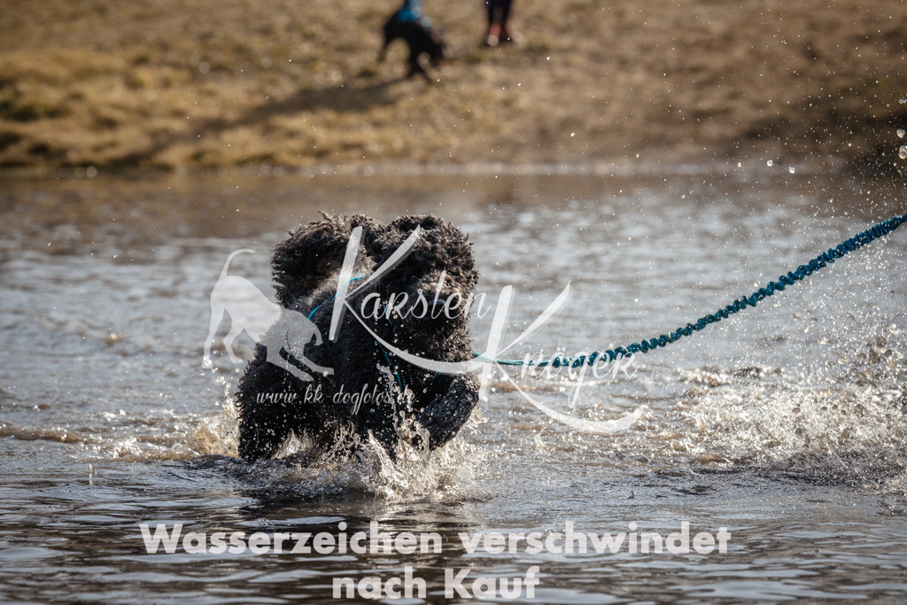 1133_ZZ95624 | kk-dogfotos