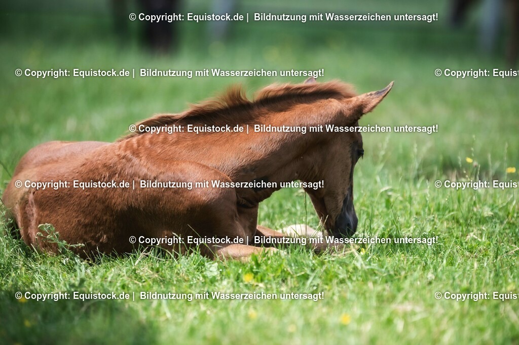 20210617_Fohlen_0303 | Foto: Thomas Hartig