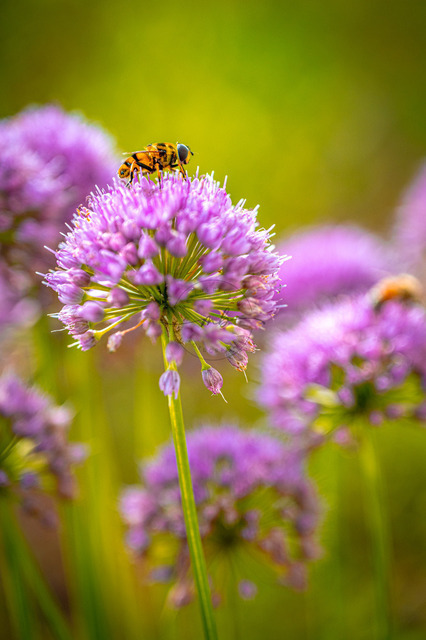 MBF_1823 | Makroaufnahme einer Biene (Apis Mellifera) auf einer lila Alliumblüte vom Zierschnittlauch (Allium schoenoprasum) in natürlichem Umfeld, Jena, Thüringen, Deutschland - Realisiert mit Pictrs.com