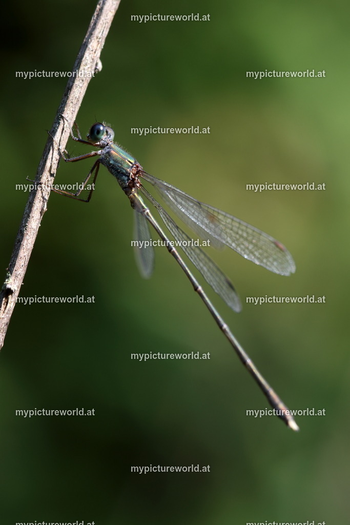 Weidenjungfer-005 | Das Bilderarchiv über Tiere, Planzen und Landschaften. In der Bilddatenbank finden Sie ein große Auswahl an hochwertigen Bilder für Ihre Werbung - Realisiert mit Pictrs.com