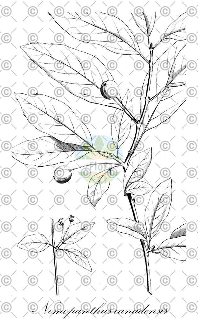HistAbb_wfo-0001084591_1_ENZY_Simple | Historische Abbildung von Nemopanthus canadensis - Aquifoliaceae | Historical Illustration of Nemopanthus canadensis - Aquifoliaceae