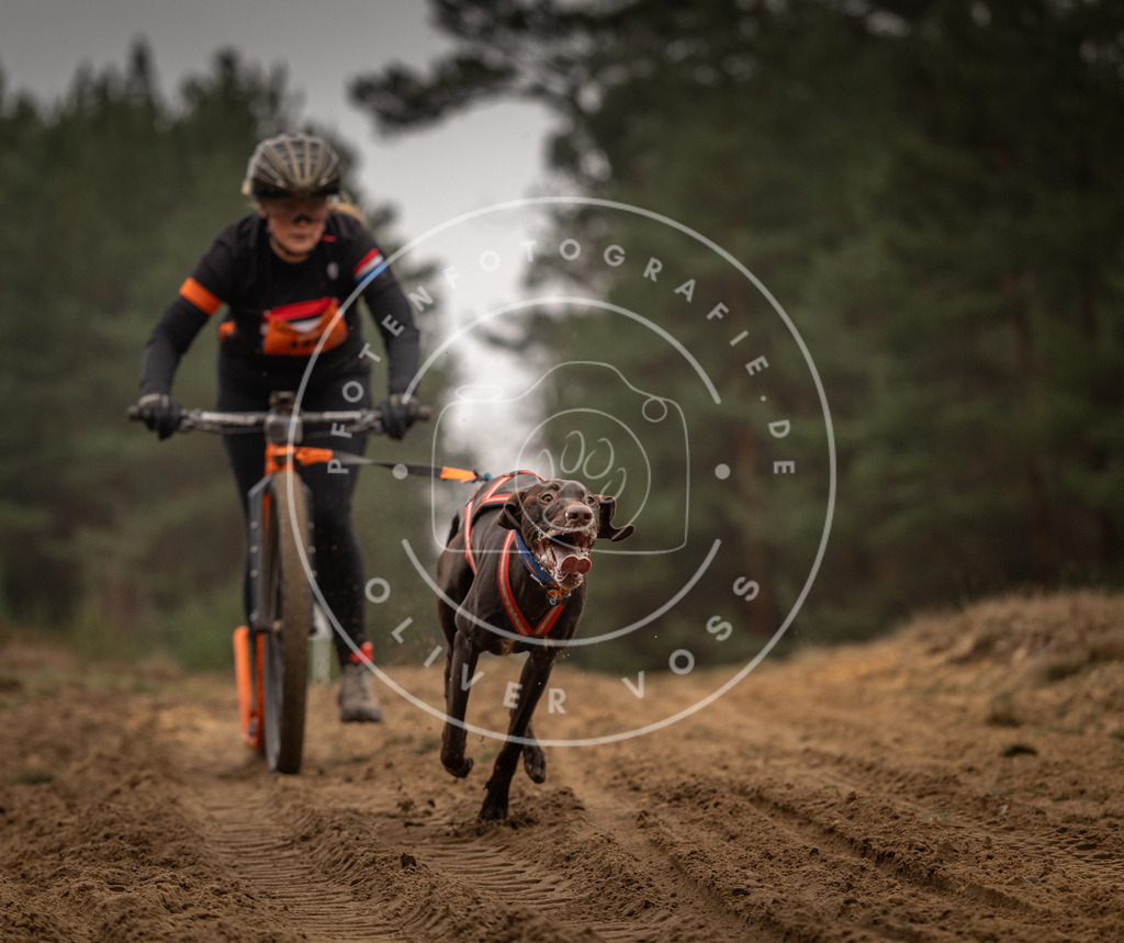 Pfotenfotografie_DV3A4282 | Hundefotografie, Tierfotograf, Pfotenfotografie, Fotoshooting Hund, Hunde Portrait, Hundesport, Hundeportraits, Heideshooting, Hunde, Sportfotograf, Hundefotograf, Turnierhundsport, THS,  - Realisiert mit Pictrs.com