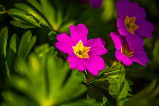 Stängellose Schlüsselblume | Rosa Blüten einer Stängellosen Schlüsselblume (Primula vulgaris) im Frühling, Jena, Thüringen, Deutschland - Realisiert mit Pictrs.com