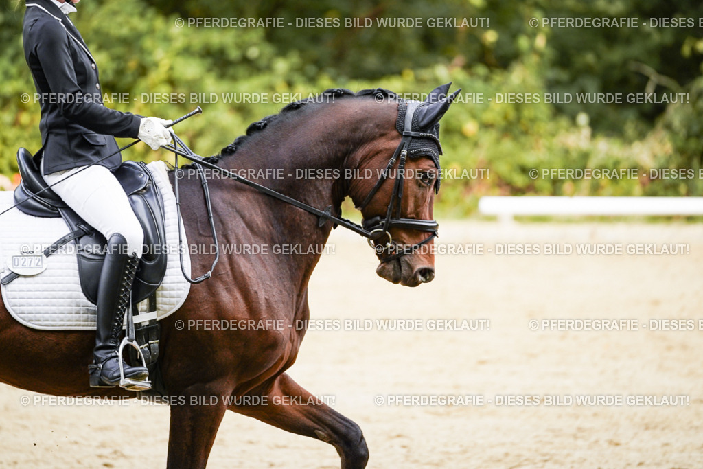 DSC09170 | Pferdegrafie