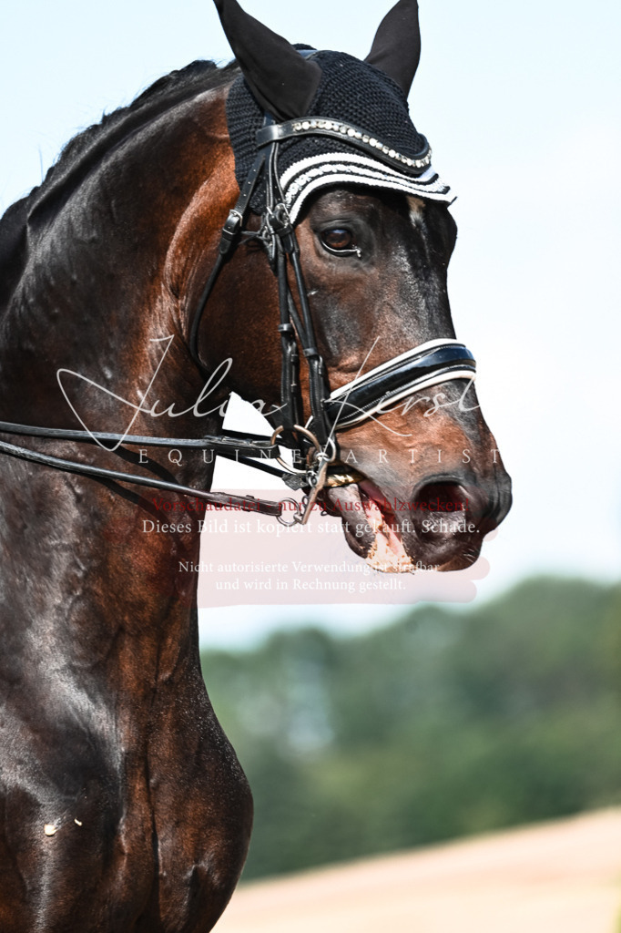 DSC_3321 | Pferde- und Turnierfotografie in Westsachsen. Pferdeportraits, Auftragszeichnungen und intuitive Kunst.