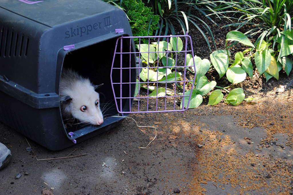 Gondwanaland im Zoo Leipzig - Opossum HEIDI (2011) | Entdecke über 20 Kategorien Leipzig-Motive: Foto-Downloads, hochwertige Poster, Leinwand- & Fine-Art-Prints. Jetzt Lieblingsfoto im Bildlexikon Leipzig Shop bestellen!
