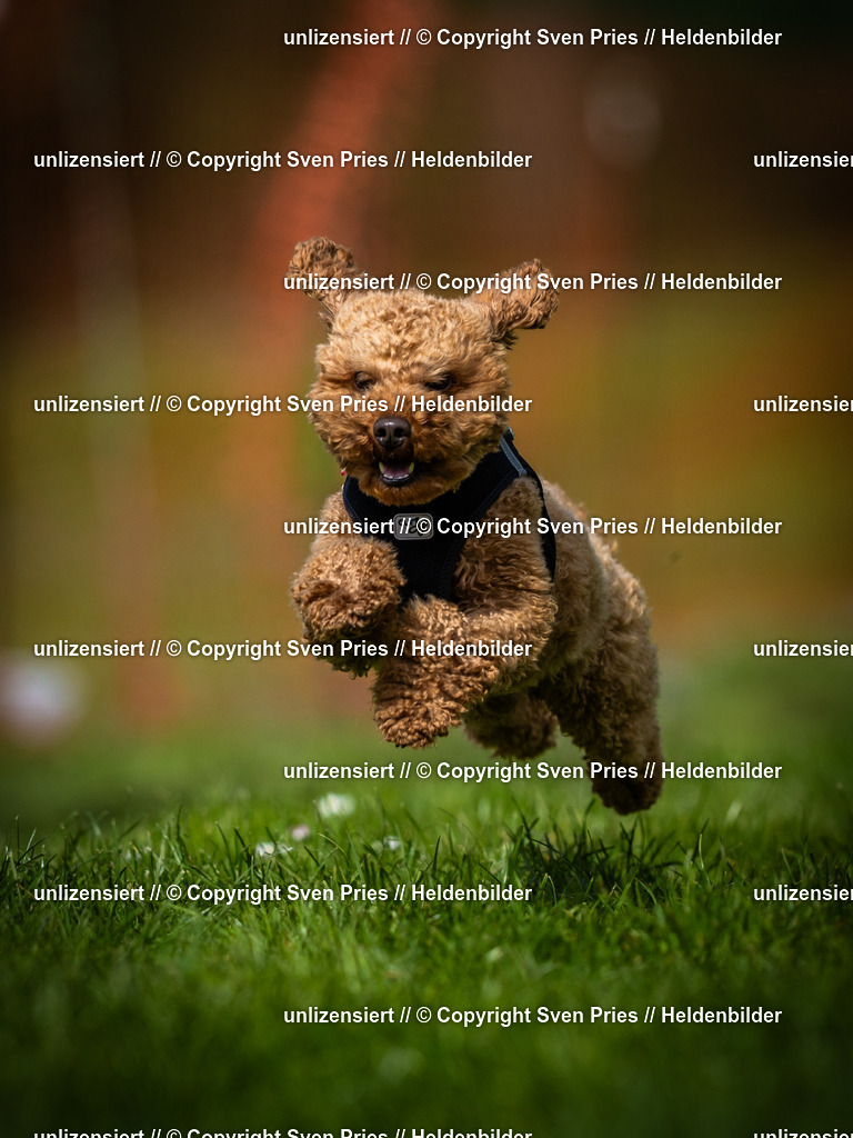 Sven Pries | 2025-04-13 - Hunderennen Baden-Baden - Realisiert mit Pictrs.com