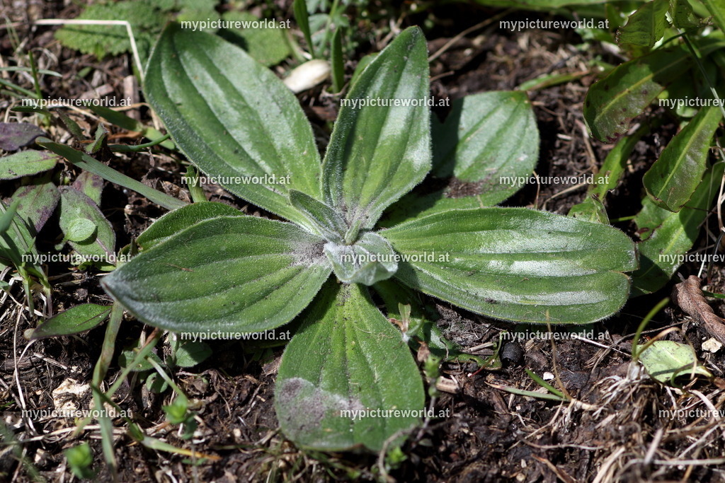 Mittlerer Wegerich-004 | Das Bilderarchiv über Tiere, Planzen und Landschaften. In der Bilddatenbank finden Sie ein große Auswahl an hochwertigen Bilder für Ihre Werbung - Realized with Pictrs.com