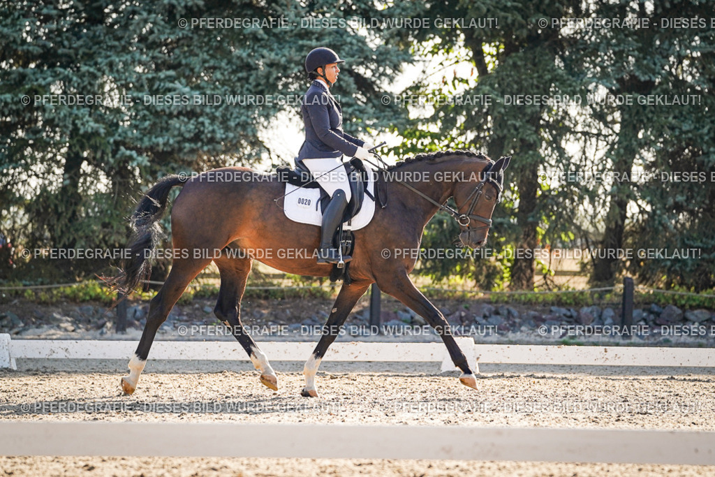 DSC08594 | Pferdegrafie