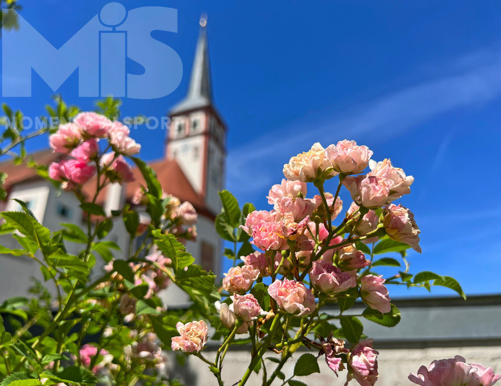 mis_180921bf01.JPG | 15.07.2022, Mindelheim im Unterallgäu, Stadtpfarrkirche mit Kirchturm am Stadtgraben und Rosenstrauch im Vordergrund.
 - Realisiert mit Pictrs.com