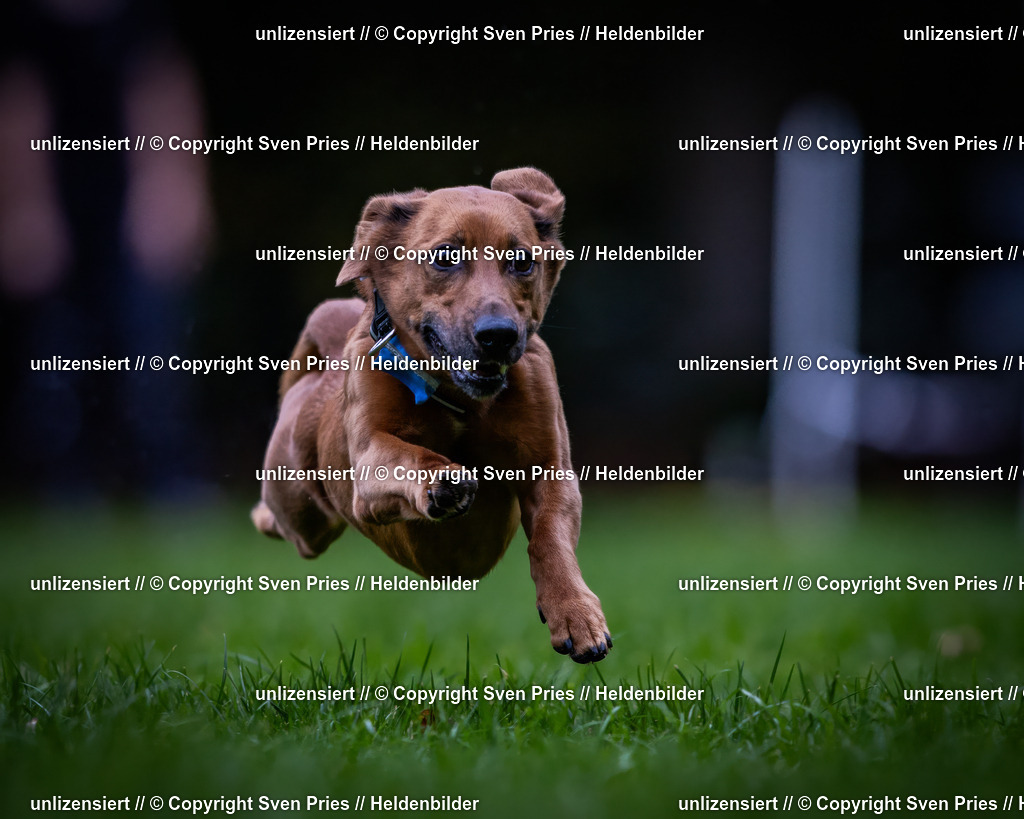 Sven Pries | 2024-10-19 - Hunderennen Ober-Grombach - Realisiert mit Pictrs.com