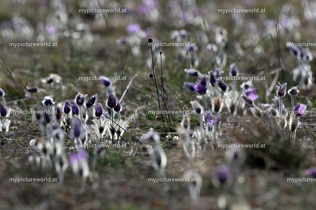 Große Küchenschelle-049 | Das Bilderarchiv über Tiere, Planzen und Landschaften. In der Bilddatenbank finden Sie ein große Auswahl an hochwertigen Bilder für Ihre Werbung - Realisiert mit Pictrs.com