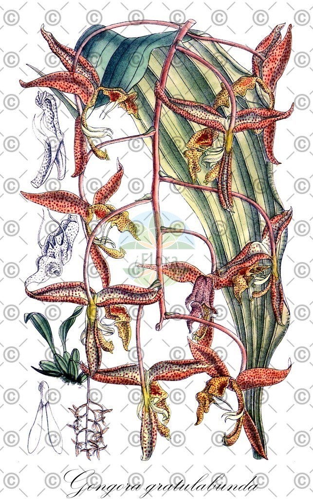 HistAbb_wfo-0001198908_2_ENZY_Simple | Historische Abbildung von Gongora gratulabunda - Orchidaceae | Historical Illustration of Gongora gratulabunda - Orchidaceae