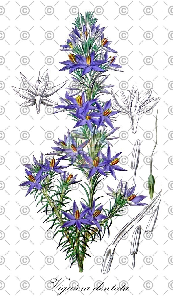 HistAbb_EMP_2536_SRC_Schlechtendal_FLORAD_SIMPLE | Historische Abbildung von Viguiera dentata - Asteraceae | Historical Illustration of Viguiera dentata - Asteraceae (sunflower goldeneye)