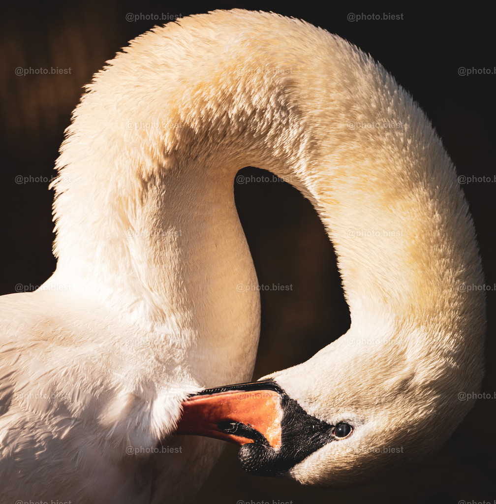 Gefiederpflege | Ein Schwan im warmen Sonnenlicht beim Putzen. - Realisiert mit Pictrs.com