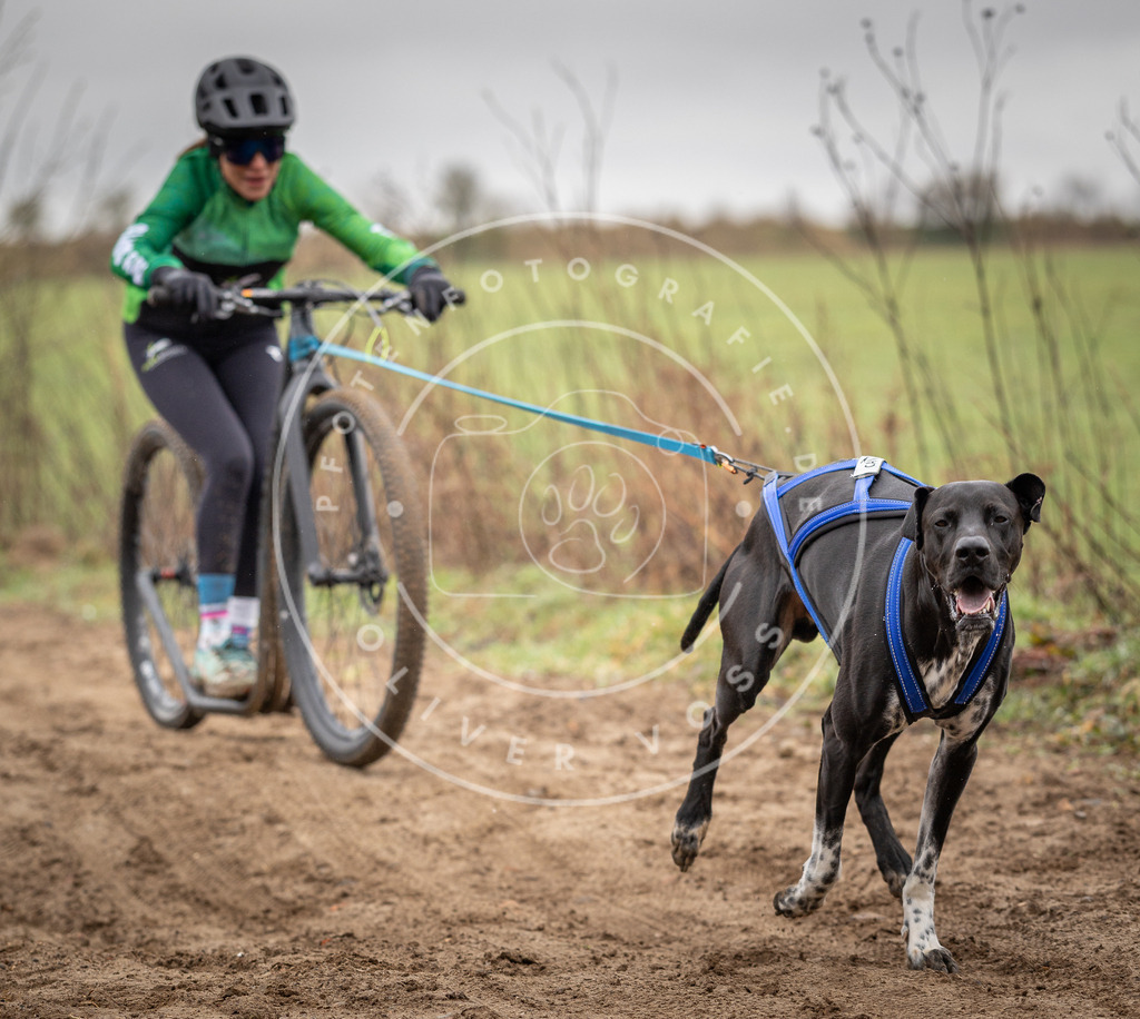 DV3A9184 | Hundefotografie, Tierfotograf, Pfotenfotografie, Fotoshooting Hund, Hunde Portrait, Hundesport, Hundeportraits, Heideshooting, Hunde, Sportfotograf, Hundefotograf, Turnierhundsport, THS,  - Realisiert mit Pictrs.com