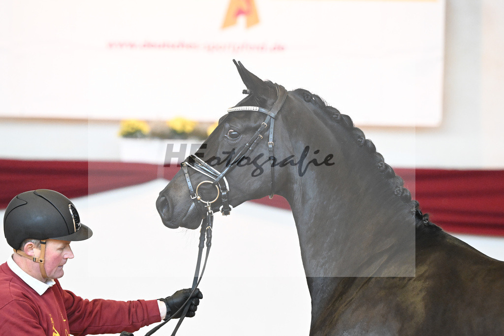 Kat-Nr. 6 v. Bohemian_Albert_66221517 | hf-fotografie - Realisiert mit Pictrs.com