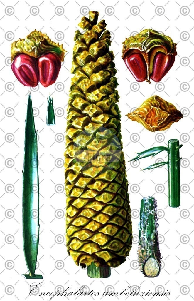 HistAbb_wfo-0000667501_1_ENZY_Simple | Historische Abbildung von Encephalartos umbeluziensis - Zamiaceae | Historical Illustration of Encephalartos umbeluziensis - Zamiaceae