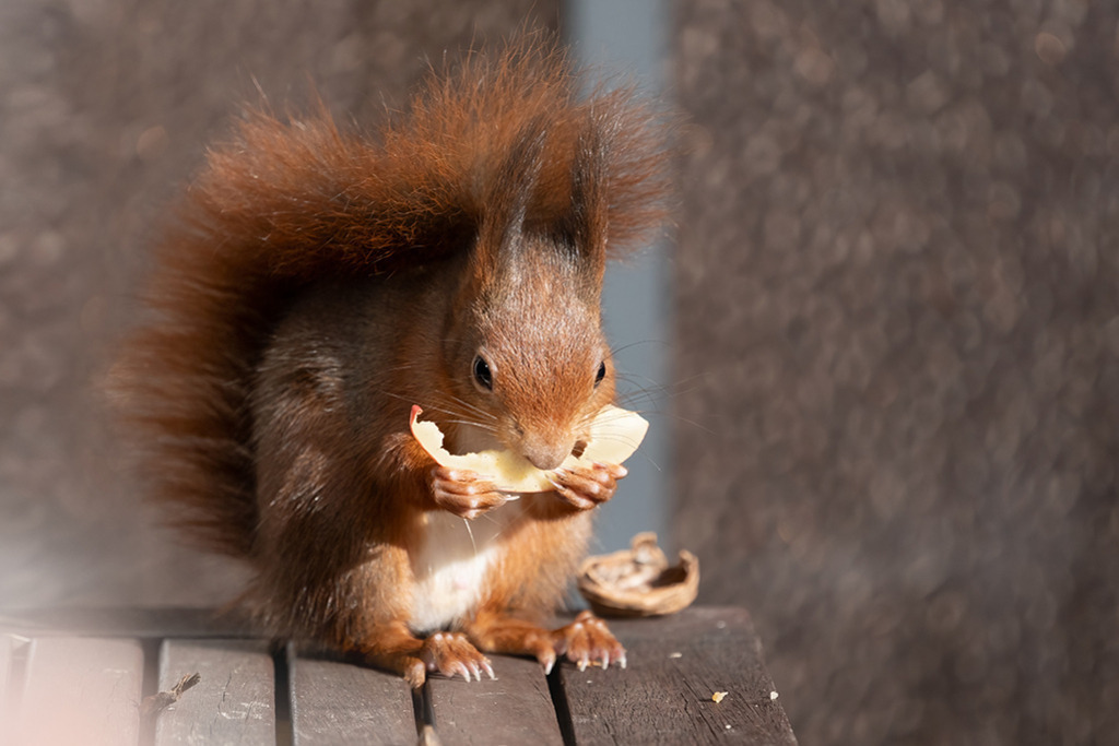 Eichhörnchen (red squirrel) | Deutschland | WILD﻿﻿LIFE · NATURE | just﻿love · justSOMEWHERE · just poster | ﻿POSTER | LEINWAND | FINEART | HOLZDRUCK | FOREX-FOTODRUCK | ALU-DIBOND | ACRYLGLAS | WILD'N FREE | germany | the netherlands | kenya | vietnam | egypt | wildtiere | eichhörnchen - Realisiert mit Pictrs.com