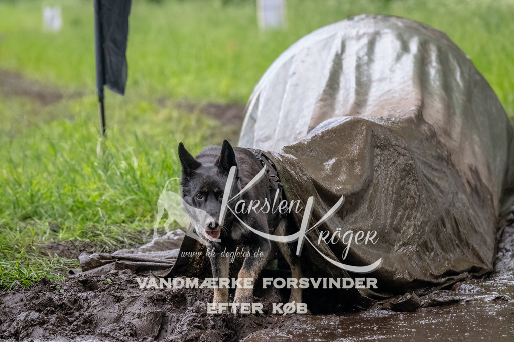 1614_ZZ92975-Bearbeitet | kk-dogfotos