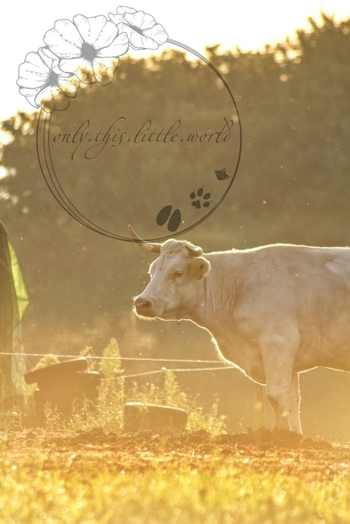 IMG_6910-01 | only.this.little.world - Realisiert mit Pictrs.com