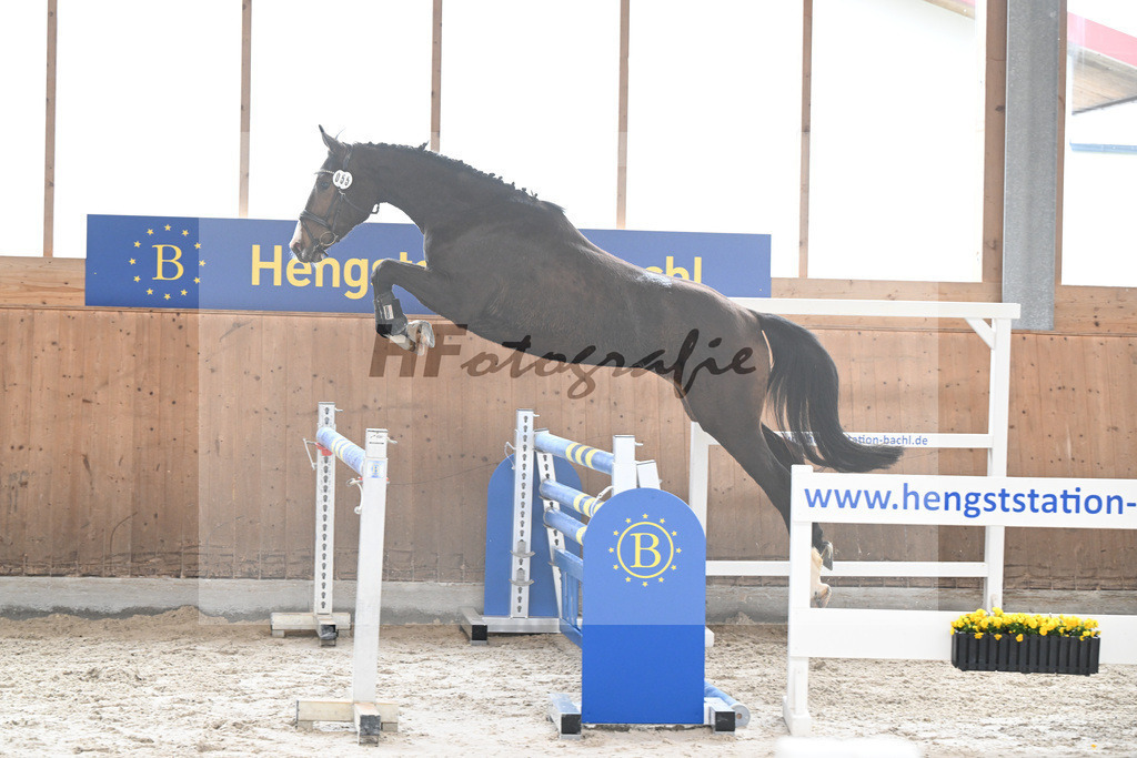 Kat-Nr. 55 Calinka v. Cornets Quaprice_Pollnow_14260215 | hf-fotografie - Realisiert mit Pictrs.com