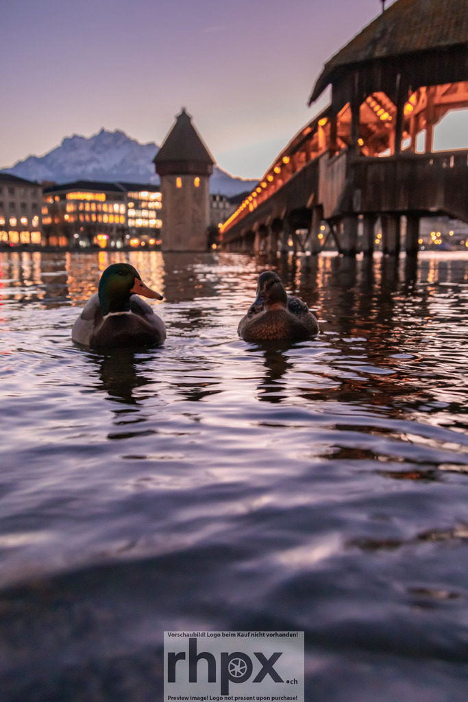 Enten vor der Kapellbrücke in Luzern | Stadt. Wasser. Abendruhe.Zwei Stockenten schwimmen friedlich auf der Reuss, während im Hintergrund die beleuchtete Kapellbrücke und der Wasserturm in der Dämmerung erstrahlen. Das sanfte Licht des Abends verleiht der Luzerner Altstadtkulisse eine besonders ruhige und einladende Atmosphäre.Die sanften Spiegelungen auf dem Wasser kommen auf Acrylglas oder Alu-Dibond besonders gut zur Geltung. Wähle unter 'Produktauswahl' dein Wunschformat oder entdecke weitere Optionen wie Puzzle und Downloads. - Realisiert mit Pictrs.com