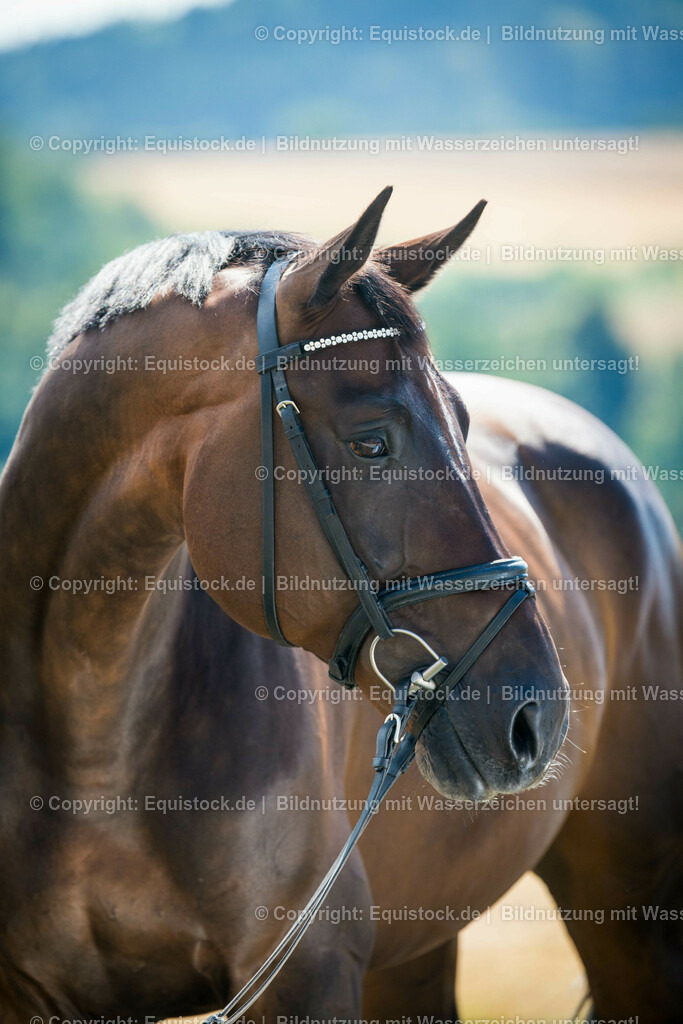 20150806_fischer_Tamarindo_0003 | equistock