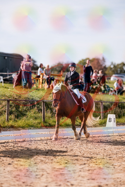 2026_10_03_Siefer-Hof_130200_Z81_54507591 | Professionelle Reitsport-, Turnier- und Eventfotografie von Robert Broda. Galerien mit ausgewählten und bearbeiteten Bildern direkt online ansehen und bestellen.