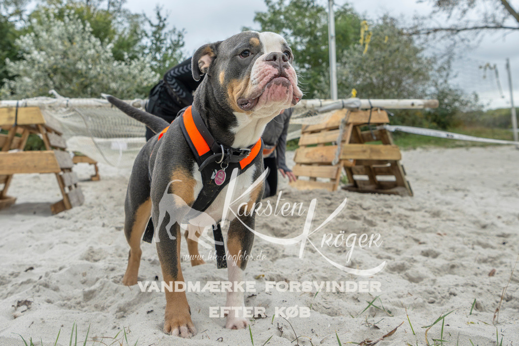 1101_ZZ95240 | kk-dogfotos
