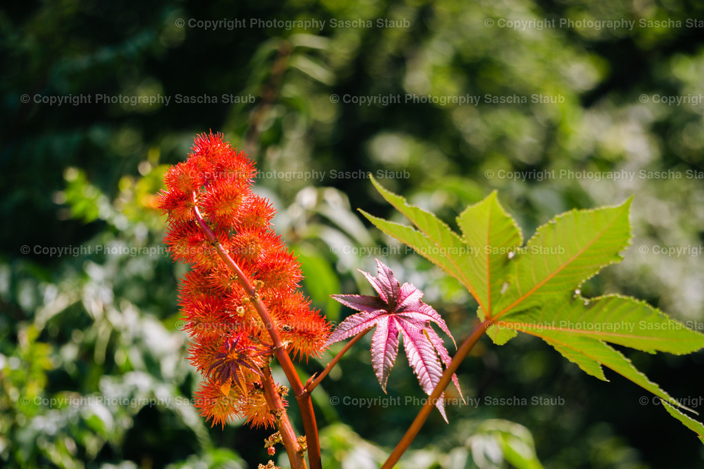 Wunderbaum-Ricinus | Willkommen im Shop von Photography Sascha Staub. Hier findest du alle Fotos und Medieninhalten von Sascha Staub. In diesem Shop kannst du Lizenzen zu den Fotos, Drucke und Gutscheine für den Shop erwerben.  - Realisiert mit Pictrs.com