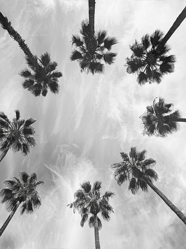 Palm Trees In The Sky | This unique black-and-white perspective of palm trees against the sky captures the beauty of nature in a modern, minimalistic style. Ideal for adding a touch of tropical elegance, it brings calm and sophistication to any room. - Realisiert mit Pictrs.com