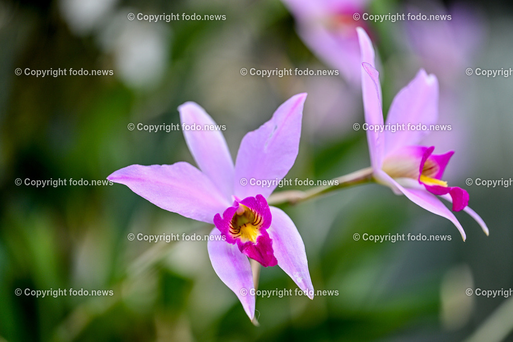 Botanischer Garten Linz_ Orchideen_ 14.04.2024-4 | 14.02.2024, Botanischer Garten Linz, AUT, Orchideen, im Bild Orchidee, Blume, Bluete, Pflanze, Tropenhaus, tropisch, Farbe, exotisch, bunt, Flora, Natur